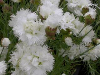 Dianthus plumarius 'Mrs. Sinkins'