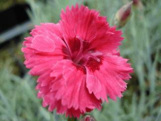 Dianthus plumarius 'Munot'