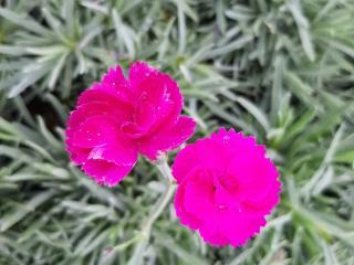 Dianthus plumarius 'Warden Hybrid'