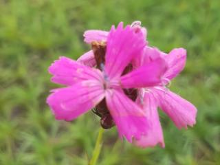 Dianthus carthusianorum