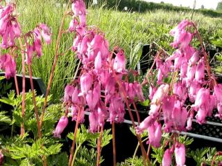 Dicentra formosa