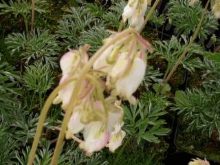 Dicentra formosa 'Aurora'