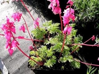 Dicentra formosa 'Luxuriant'