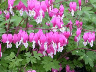 Dicentra spectabilis