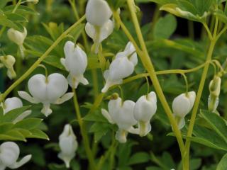 Dicentra spectabilis 'Alba'