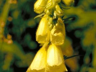 Digitalis grandiflora