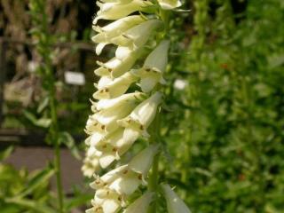 Digitalis lutea