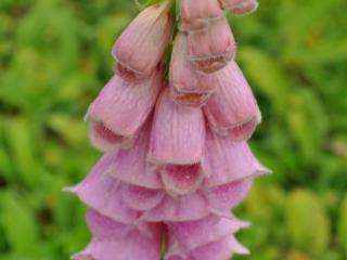 Digitalis mertonensis