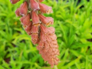 Digitalis parviflora