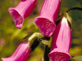 Digitalis purpurea