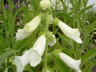 Digitalis purpurea 'Alba'