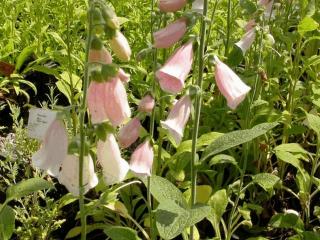 Digitalis purpurea 'Apricot Beauty'