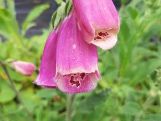 Digitalis purpurea 'Excelsior'