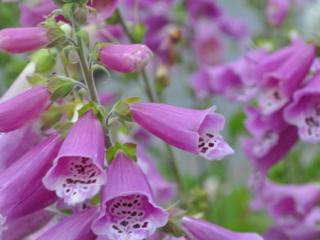 Digitalis purpurea 'Gloxiniiflora'