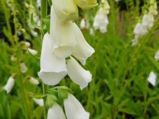 Digitalis purpurea 'Snow Thimble'