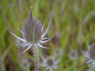 Dipsacus fullonum  syn