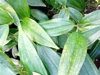 Disporopsis pernyi
