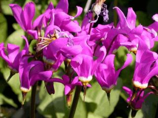 Dodecatheon meadia