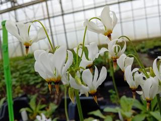 Dodecatheon meadia 'Album'