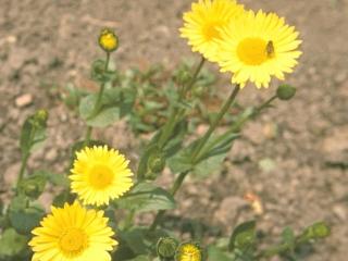 Doronicum orientale (caucasicum)