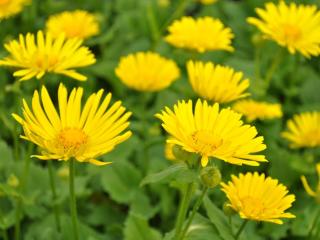 Doronicum orientale 'Little Leo'