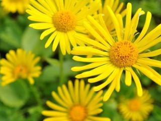 Doronicum orientale 'Magnificum'