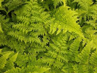 Dryopteris dilatata 'Crispa Whiteside'