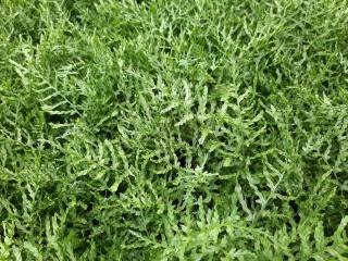 Dryopteris linearis 'Polydactylon'