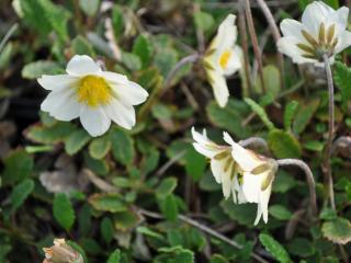 Dryas suendermannii