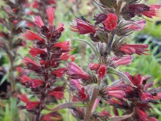 Echium amoenum 'Red Feathers'