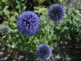 Echinops bannaticus 'Blue Globe'