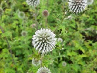 Echinops bannaticus 'Star Frost'