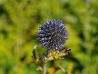 Echinops bannaticus 'Taplow Blue'