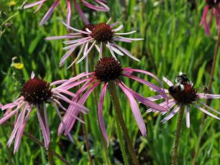 Echinacea pallida