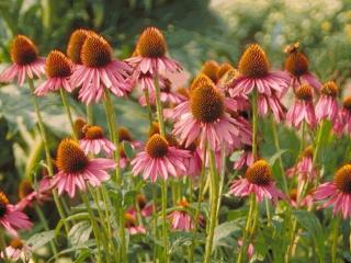 Echinacea purpurea