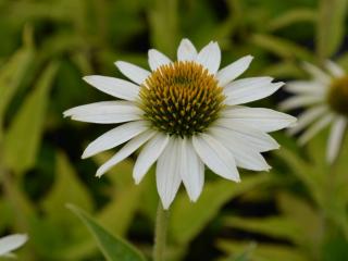 Echinacea purpurea 'Alba'