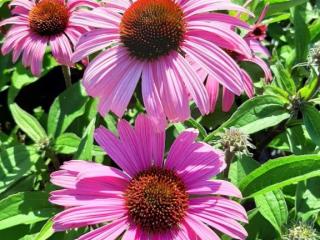 Echinacea purpurea 'Augustkönigin'