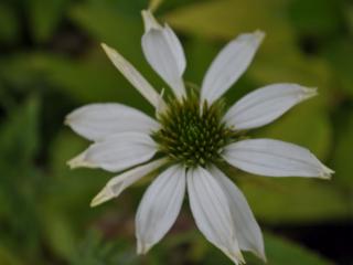 Echinacea purpurea 'Avalanche' ®