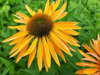 Echinacea purpurea 'Big Kahuna' (PBR)