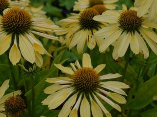 Echinacea purpurea 'Chiquita' (PBR)