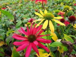 Echinacea purpurea 'Cheyenne Spirit'