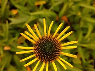 Echinacea purpurea 'Cleopatra'