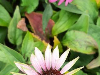 Echinacea purpurea 'Doubledecker'