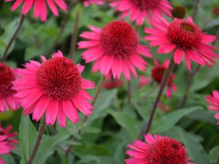 Echinacea purpurea 'Delicious Candy'