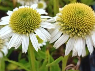 Echinacea purpurea 'Delicious Ice'