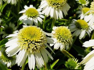 Echinacea purpurea 'Delicious Nougat'