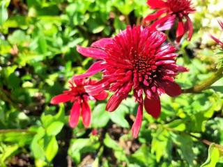 Echinacea purpurea 'Eccentric' (PBR)