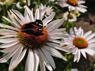 Echinacea purpurea 'Fragrant Angel' (PBR)