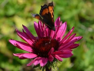 Echinacea purpurea 'Fatal Attraction' (PBR)