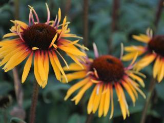 Echinacea purpurea 'Funky Yellow'